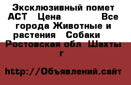 Эксклюзивный помет АСТ › Цена ­ 30 000 - Все города Животные и растения » Собаки   . Ростовская обл.,Шахты г.